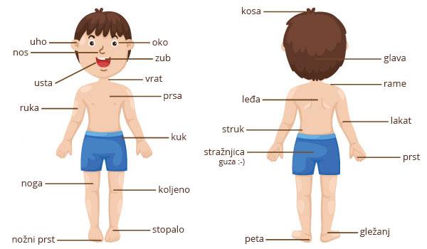 Die wichtigsten Körperteile auf Kroatisch